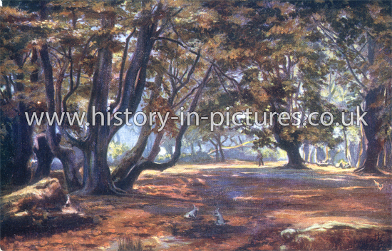 Beeches in Epping Forest, Essex. c.1911